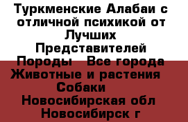 Туркменские Алабаи с отличной психикой от Лучших Представителей Породы - Все города Животные и растения » Собаки   . Новосибирская обл.,Новосибирск г.